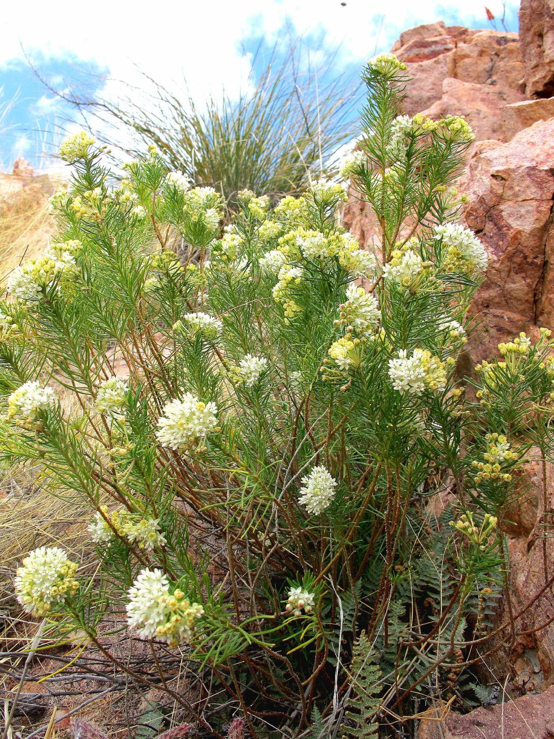 Pineleaf Milkweed (Asclepias linaria) - 1 gallon