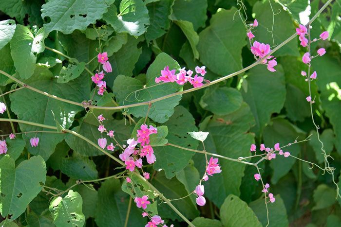Queen's wreath (Antigonon leptopus)
