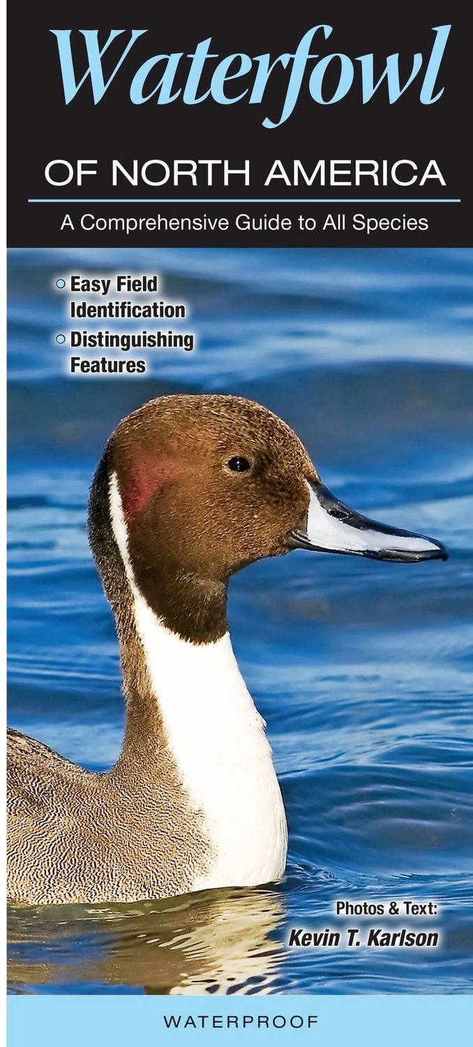 Quick Reference Publishing: Waterfowl of North America