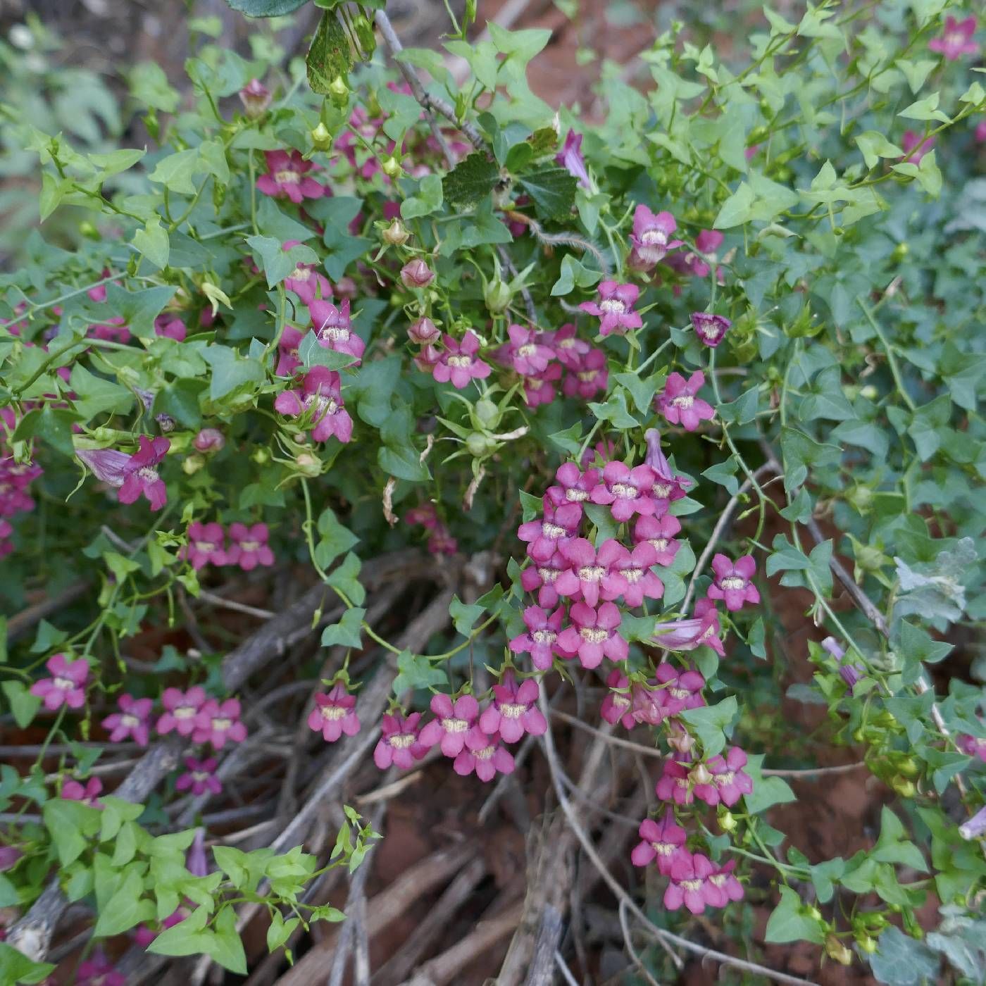Snapdragon vine (Maurandella antirrhiniflora) - 1 gallon