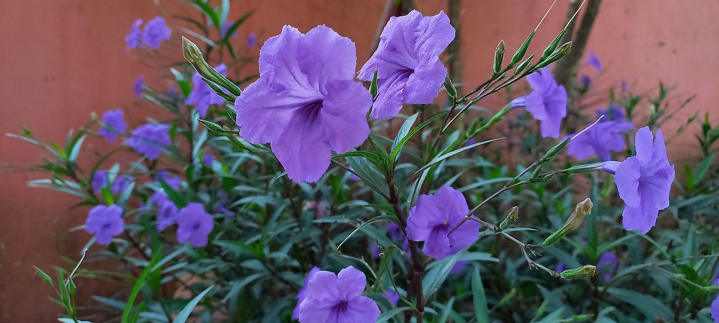 Mexican petunia (Ruellia nudiflora) - gallon