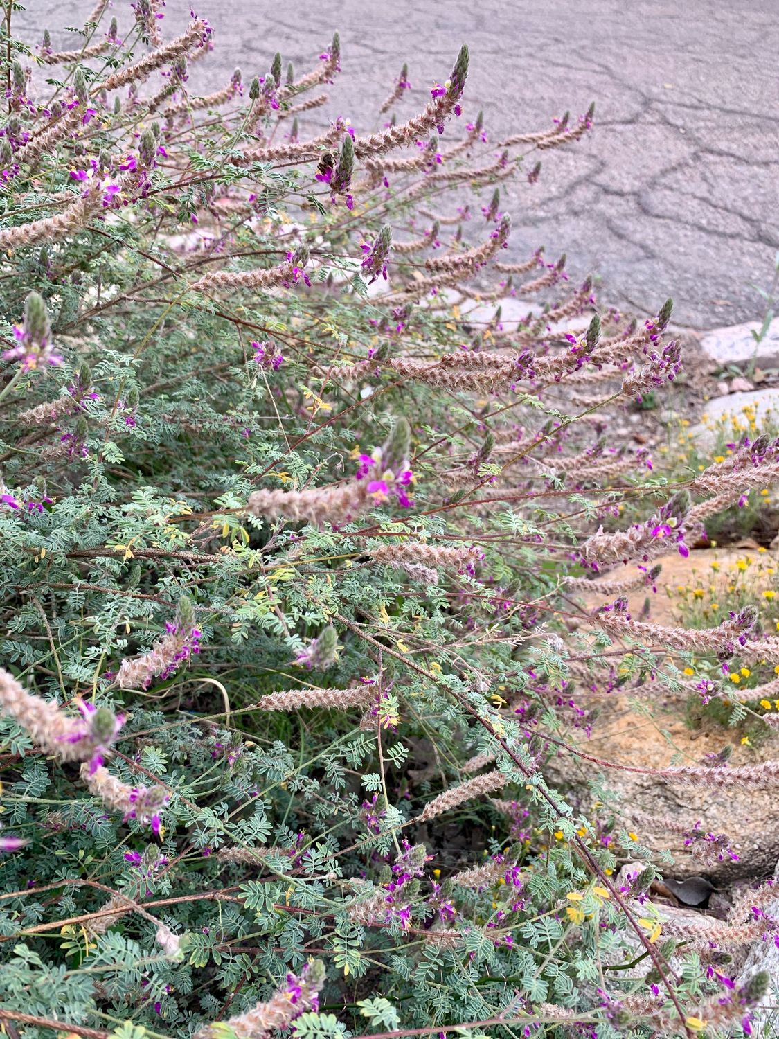Trailing indigo bush (Dalea greggii) - 1 gallon