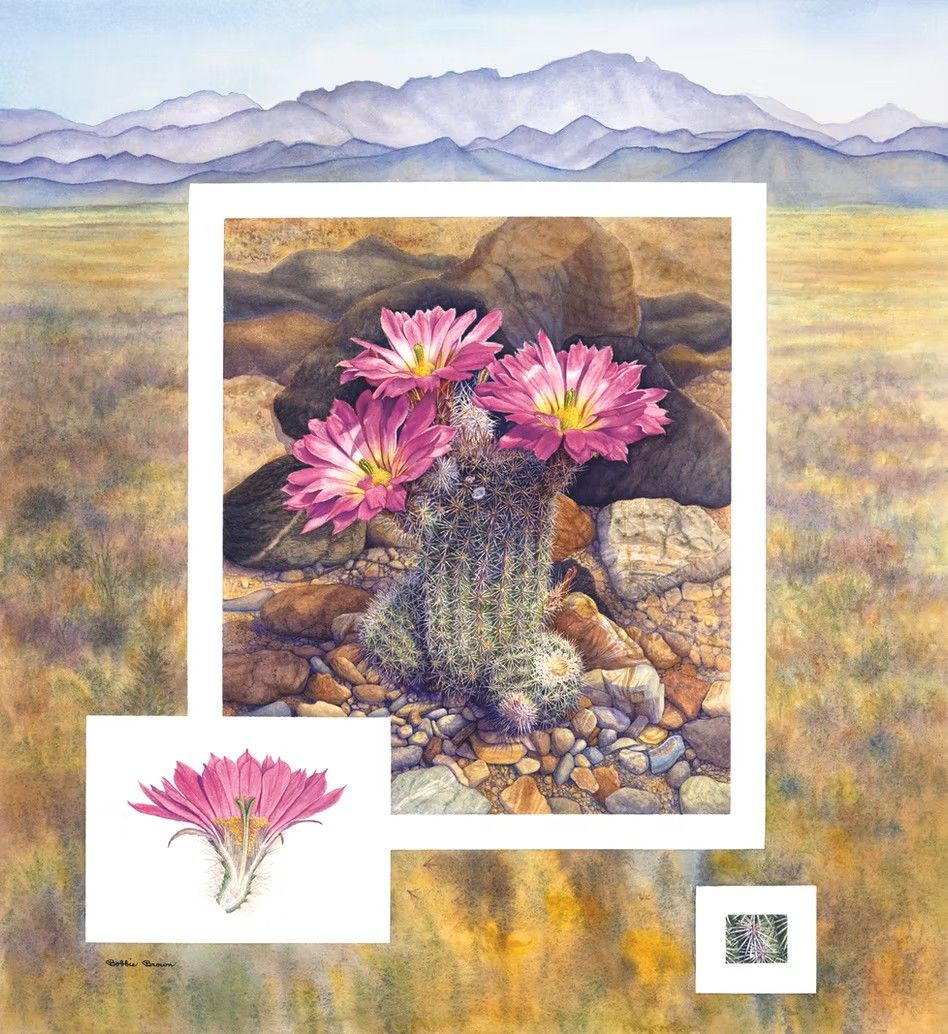 Vanishing Circles: Portraits of Disappearing Wildlife of the Sonoran Desert Region