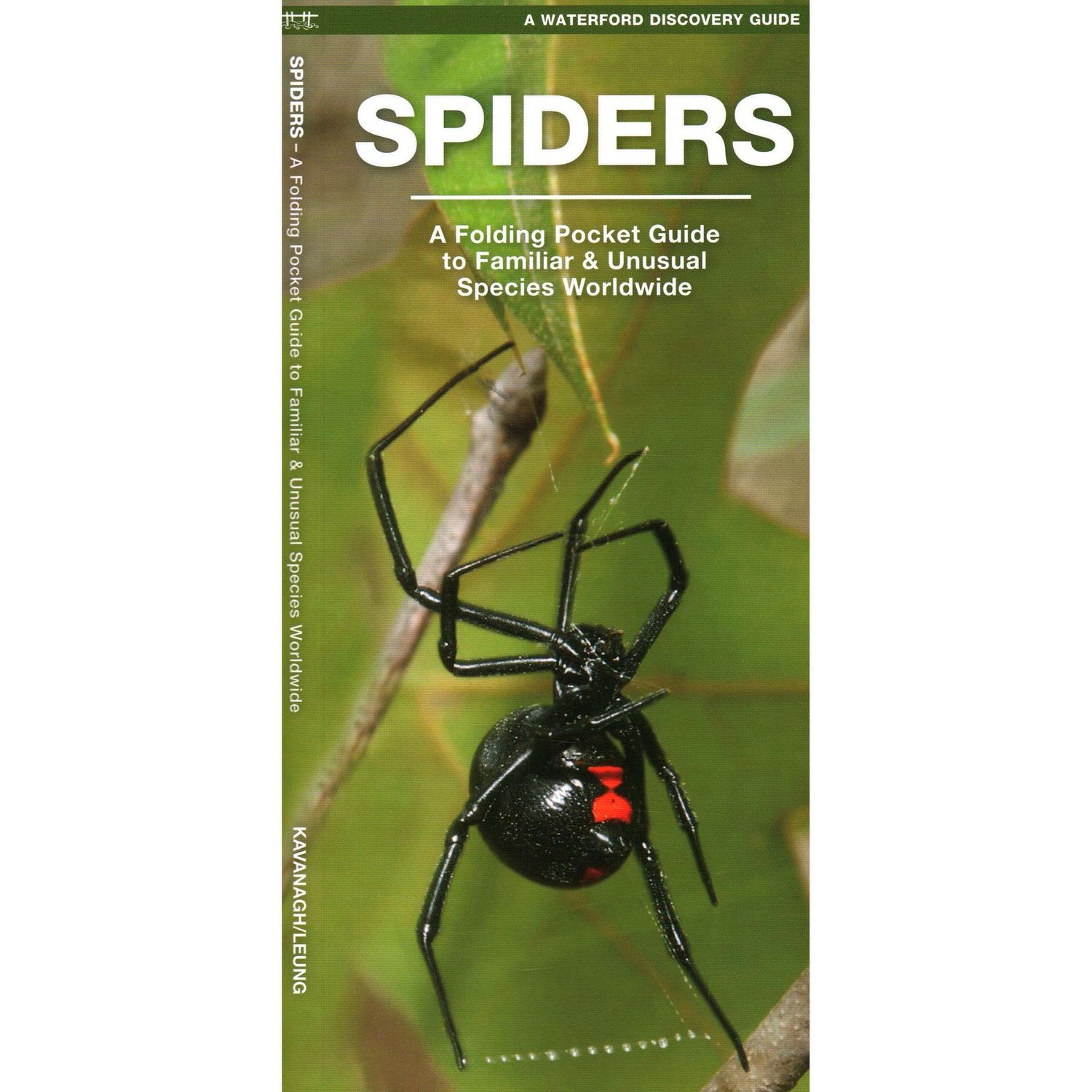Waterford Discovery Guide: Spiders