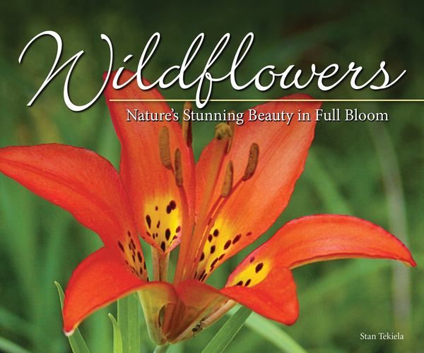 Wildflowers: Nature’s Stunning Beauty in Full Bloom