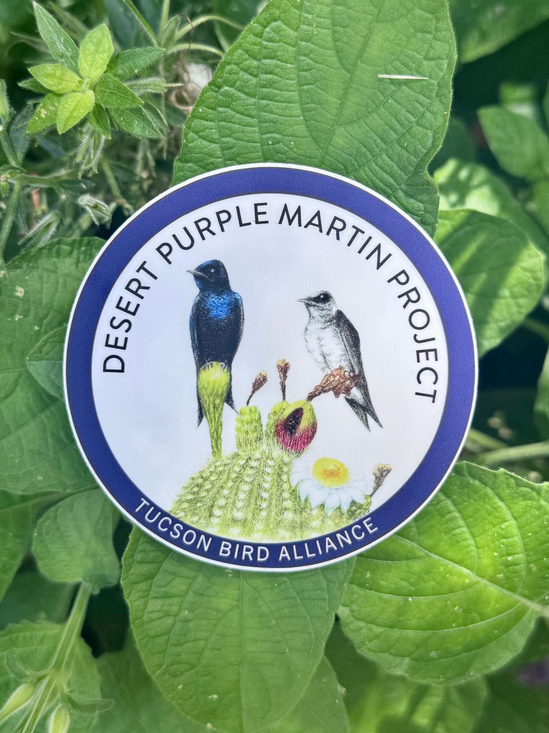 Desert Purple Martin Project Decals