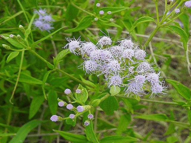 Fragrant Mist Flower (Chromolaena odorata) - 1 gallon