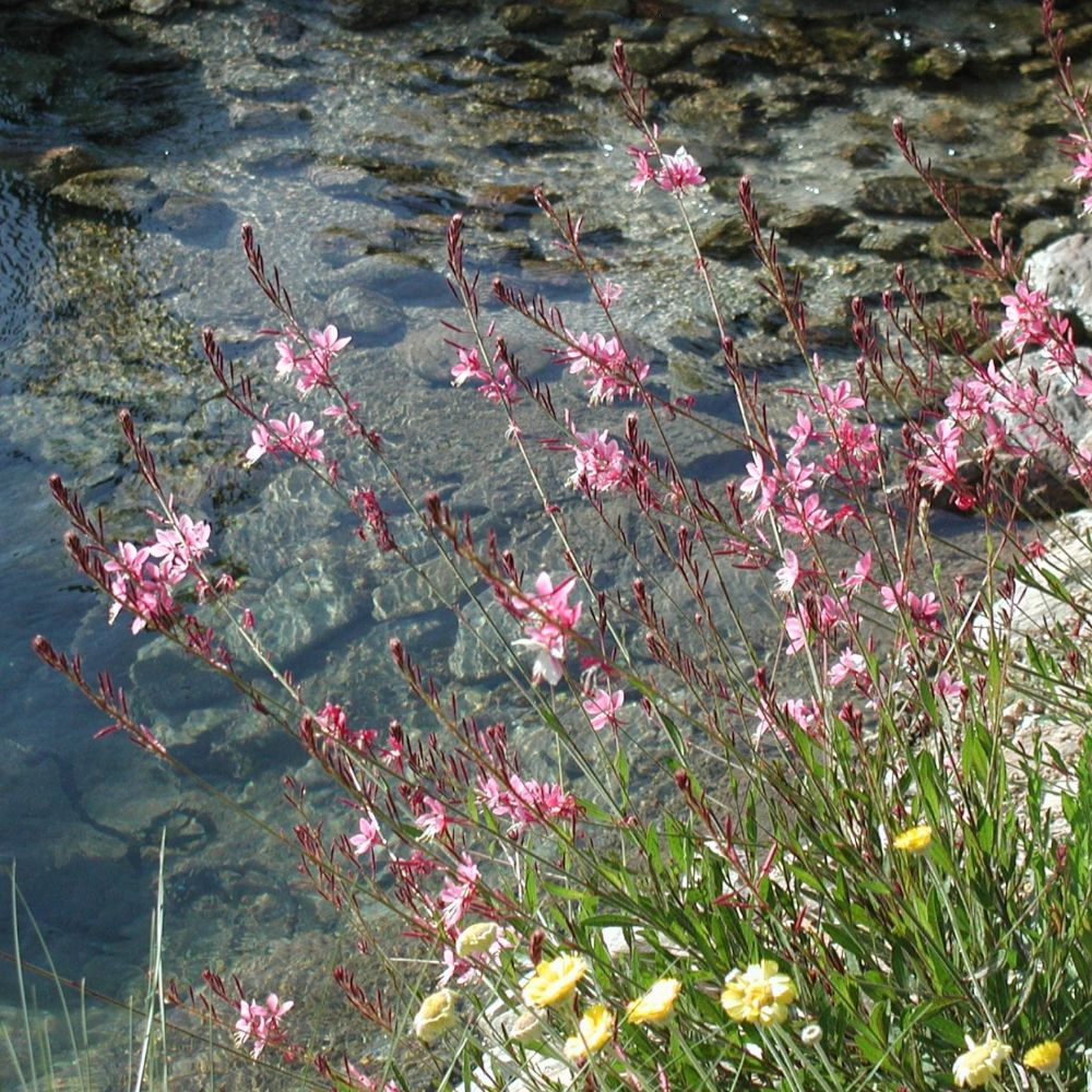 Pink guara (Guara lindheimeri) - 1 gallon