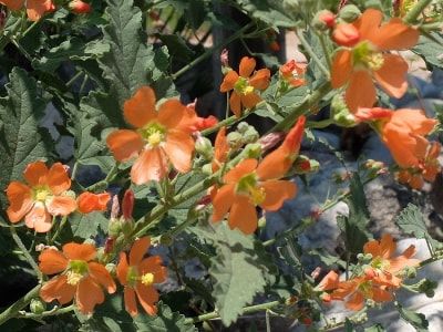 Fendler’s Globemallow (Sphaeralcea fendleri) - 1 gallon