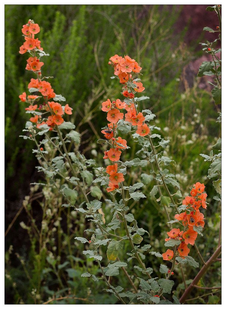 Fendler’s Globemallow (Sphaeralcea fendleri) - 1 gallon