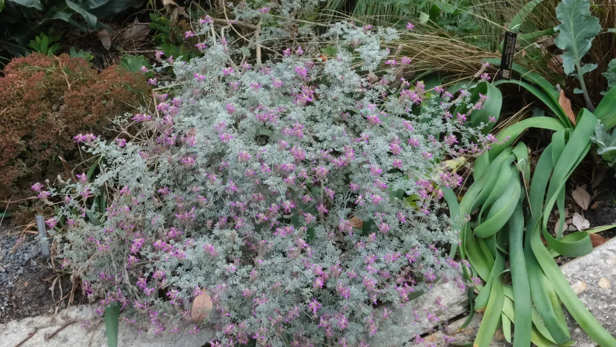 Silver Dalea (Dalea bicolor) - 1 gallon
