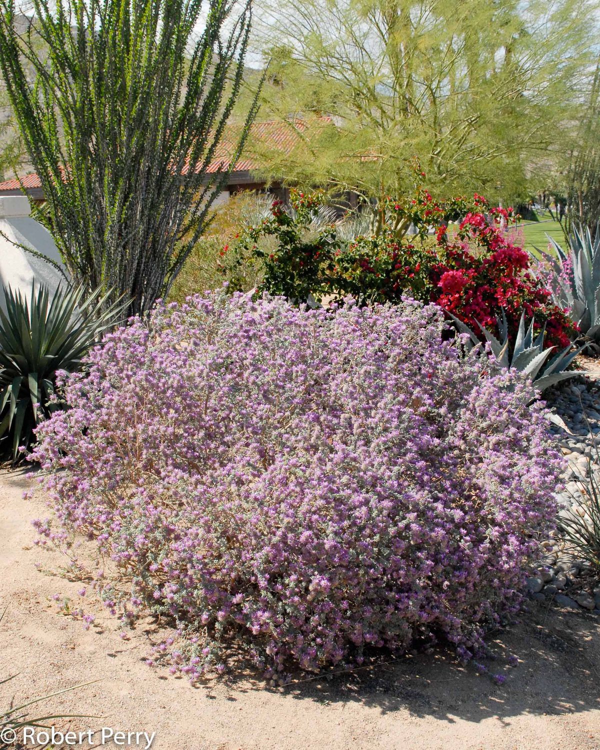 Black Dalea (Dalea frutescens) - 1 gallon