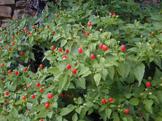 Chiltepin (Capsicum annuum var. glabriusculum) - 1 gallon