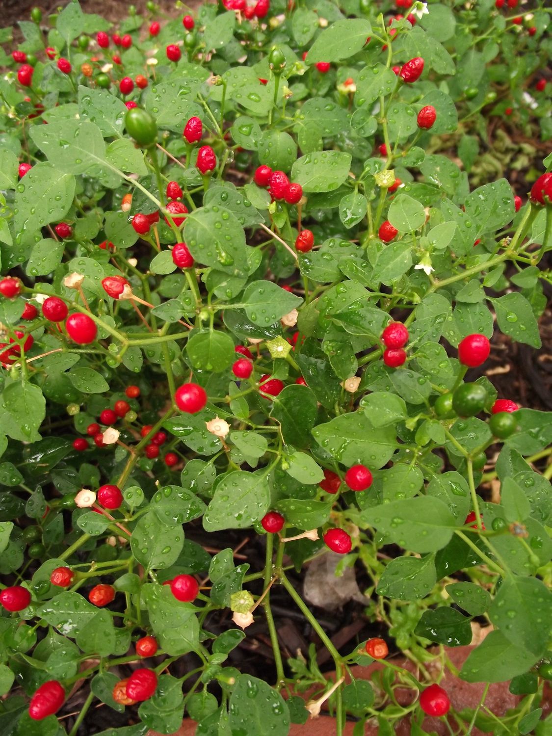 Chiltepin (Capsicum annuum var. glabriusculum) - 1 gallon
