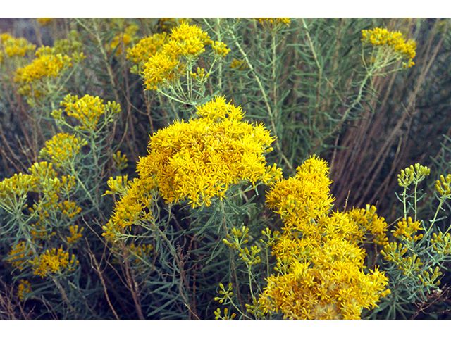 Burrow bush (Isocoma tenuisecta) - 1 gallon