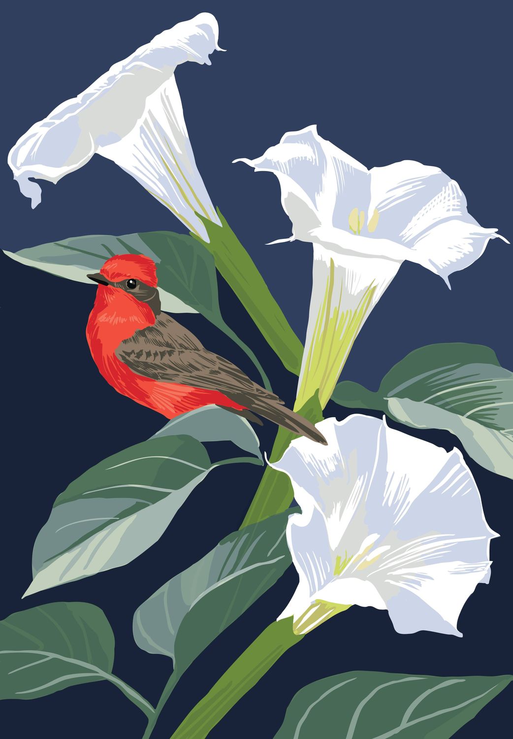 Vermilion Flycatcher and Datura Magnet, Size: Magnet, Pack of 6
