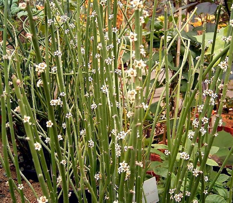 Candelilla (Euphorbia antisyphilitica) - 1 gallon