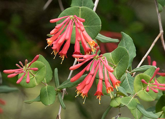 Honeysuckle vine (Lonicera sempervirens) - 1 gallon