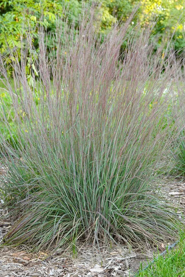 Little bluestem (Schizachyrium scoparium) - 1 gallon