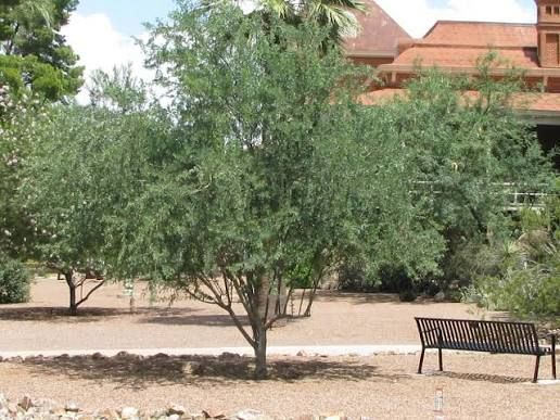 Desert Ironwood (Olneya tesota) - 5 gallon