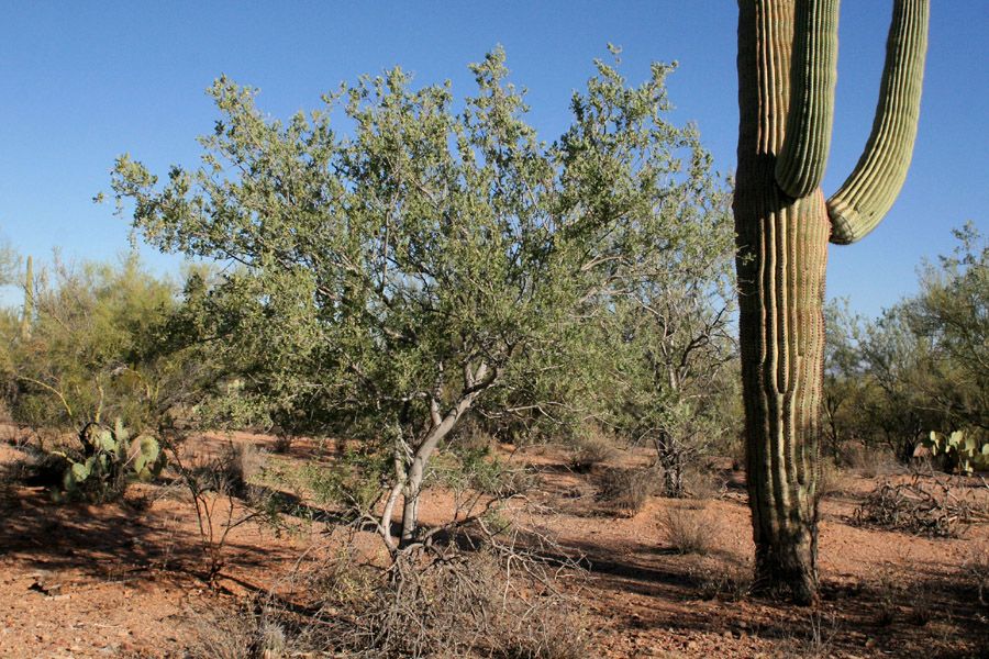 Desert Ironwood (Olneya tesota) - 5 gallon