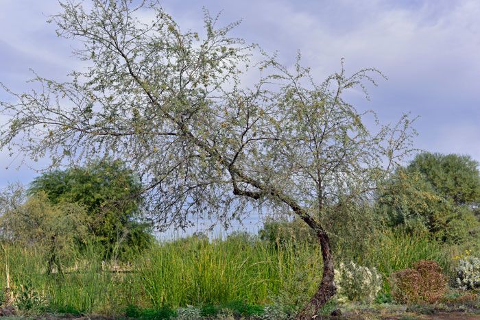 Screwbean mesquite (Strombocarpa pubescens) - 5 gallon