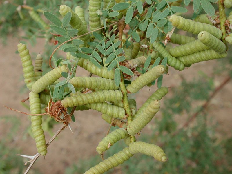 Screwbean mesquite (Strombocarpa pubescens) - 5 gallon