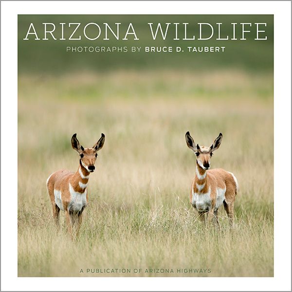 Arizona Wildlife (Signed)