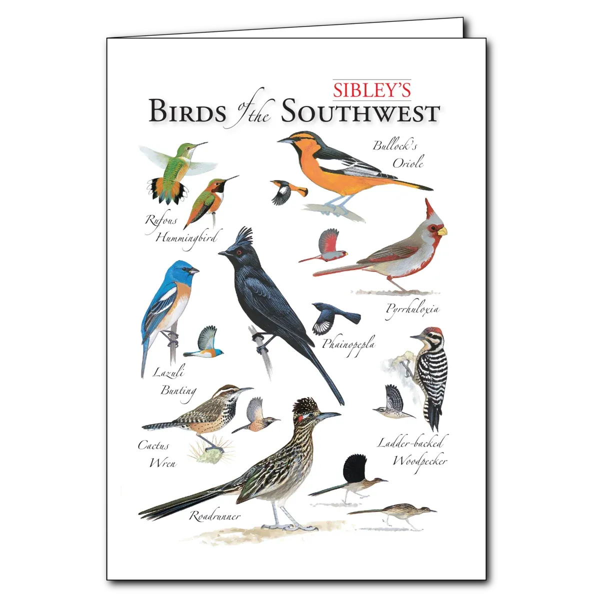 Sibley's Birds of the Southwest Blank Card
