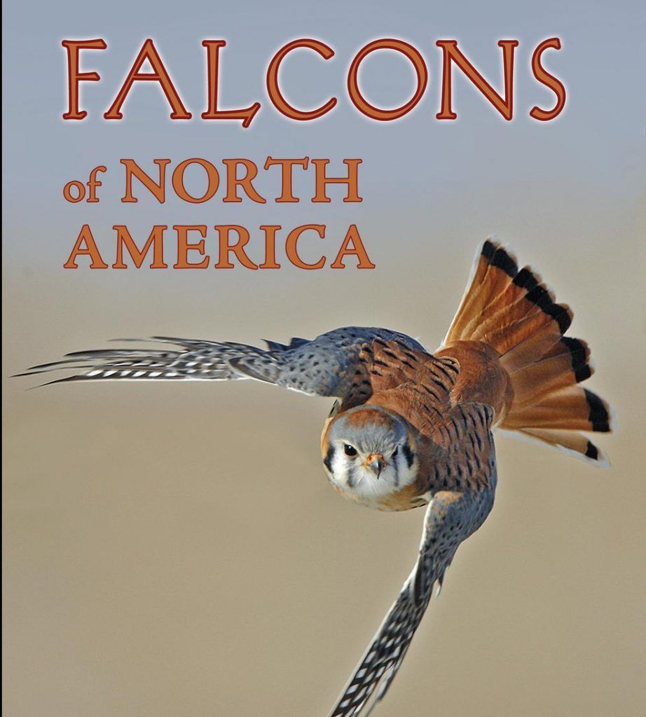 Falcons of North America (First Edition)