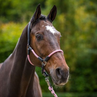1601093453 HEADCOLLAR
