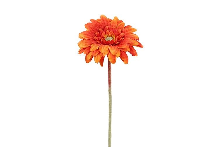 Gerbera - Oranje