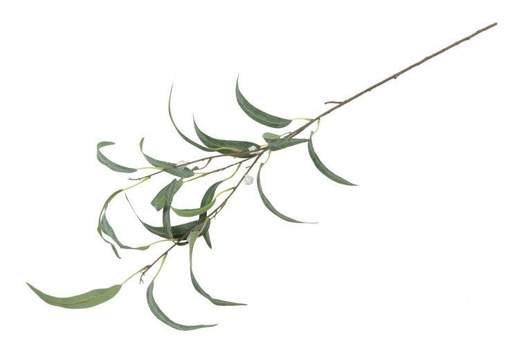Kunstblad - Eucalyptus