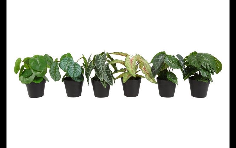 Kunst plant