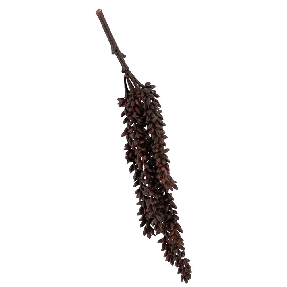 Erwten plant - Bruin