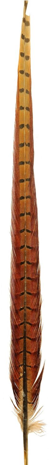 Venaird Cock Pheasant Centre Tail