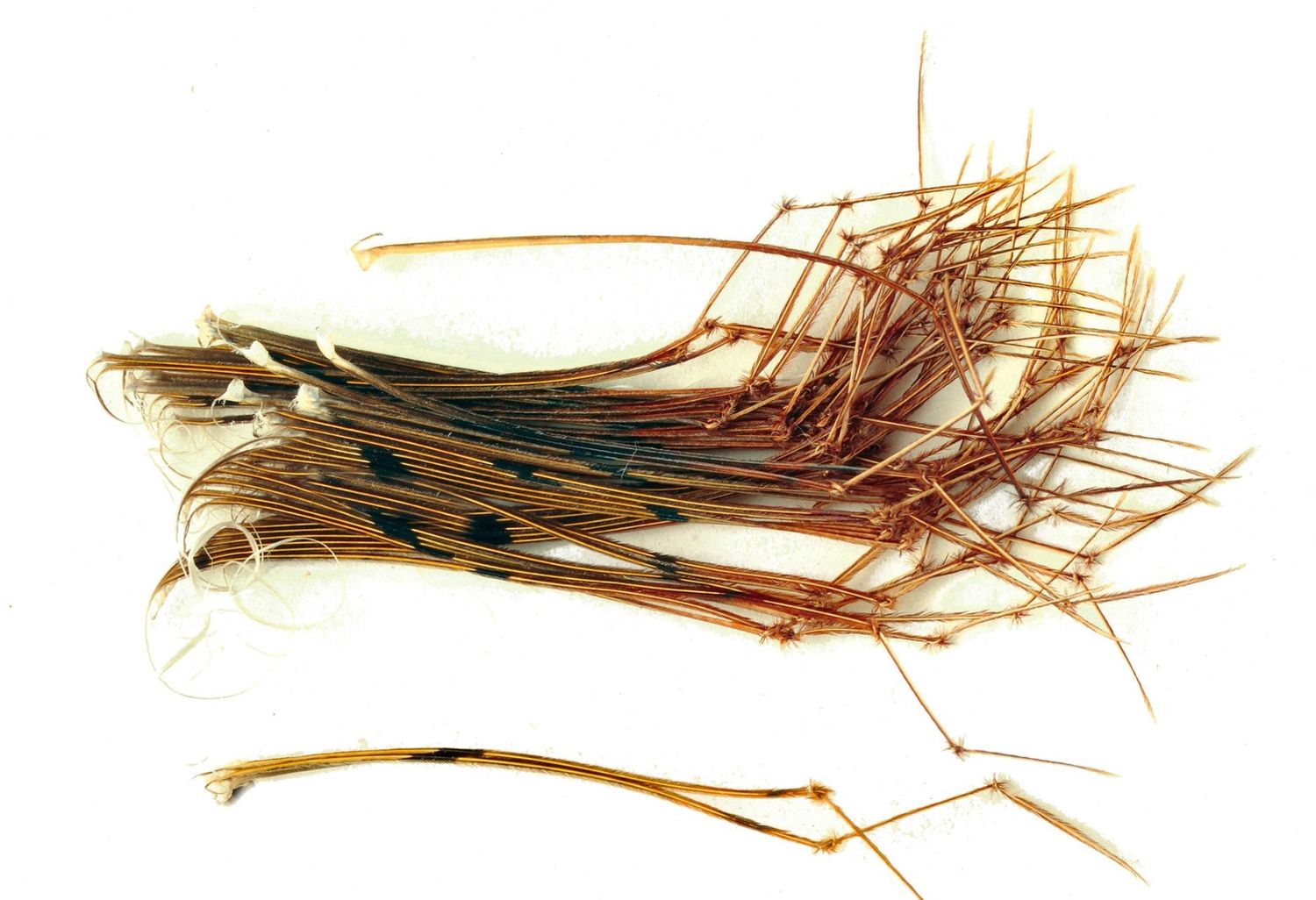 Veniard Pheasant Tail Daddy Legs