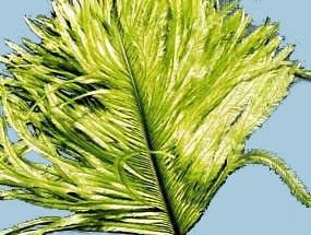 Turrall Ostrich Feathers