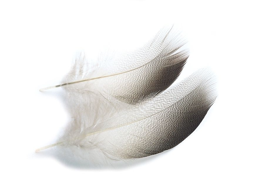 Veniard Bronze Mallard Shoulder