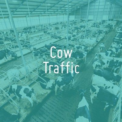 Cow Traffic
