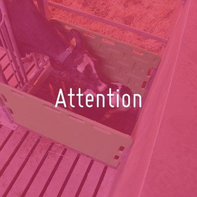 Attention