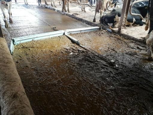 Manure Scraping Systems