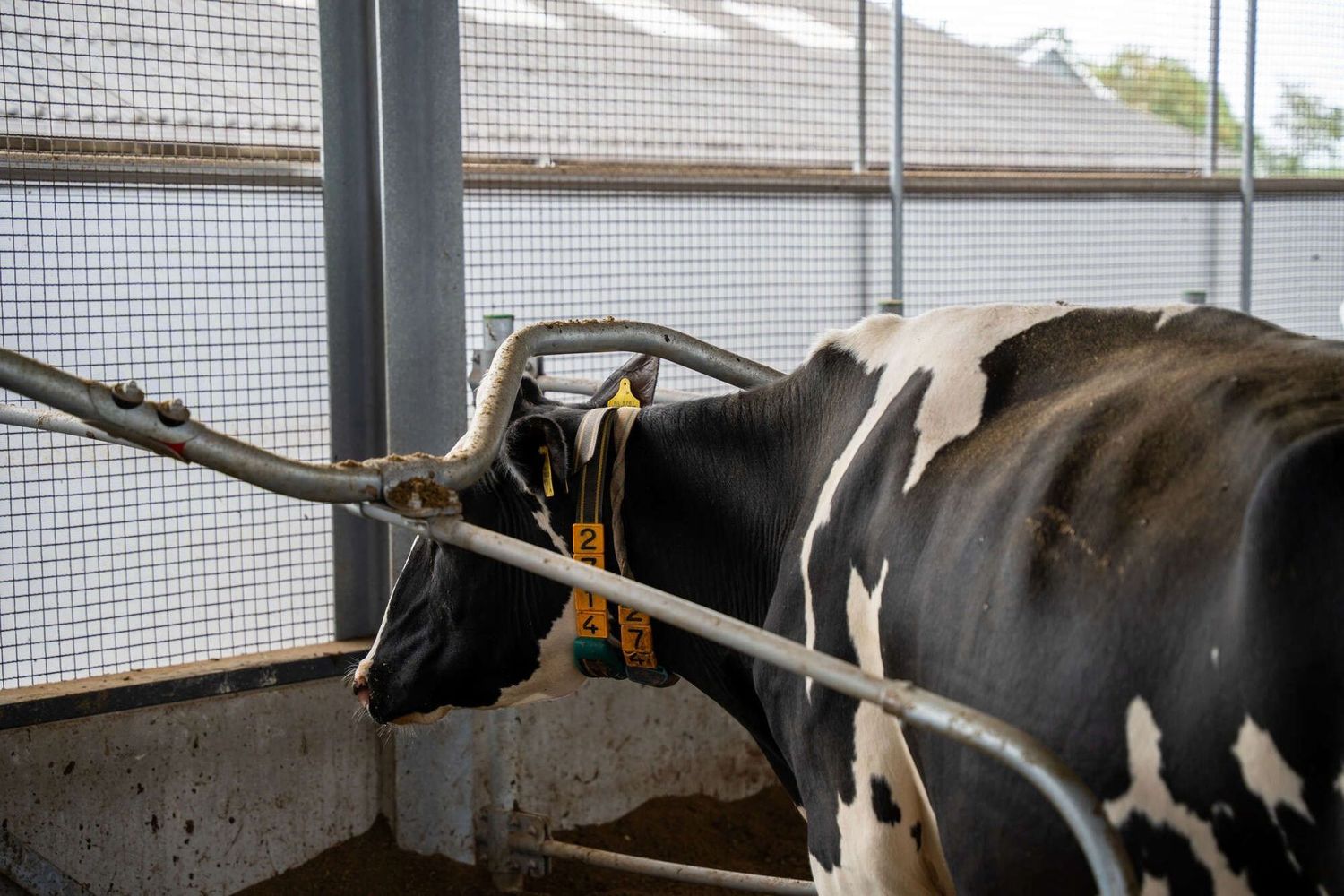 Waved neckbar and knee bar