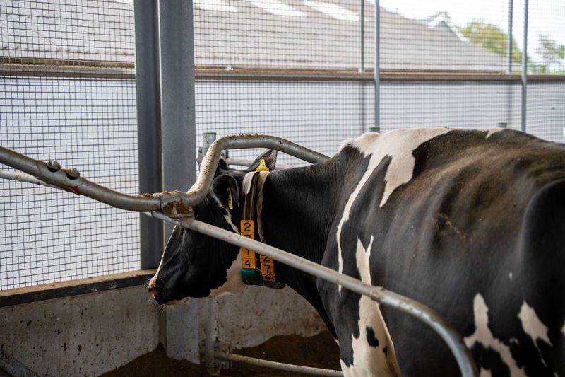 Waved neckbar and knee bar