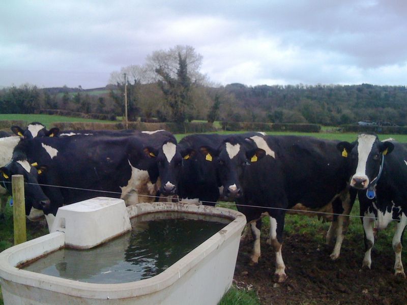 Precast Water Troughs