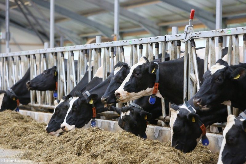 Highline safety feed front