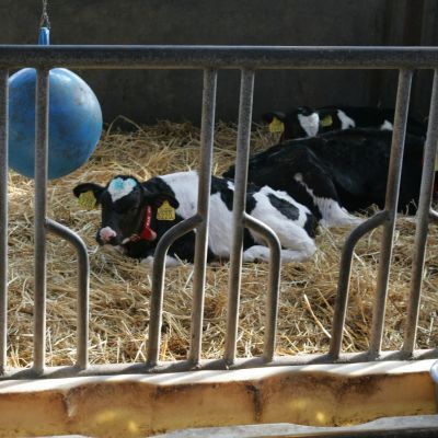 Palisadeline tombstone feed front