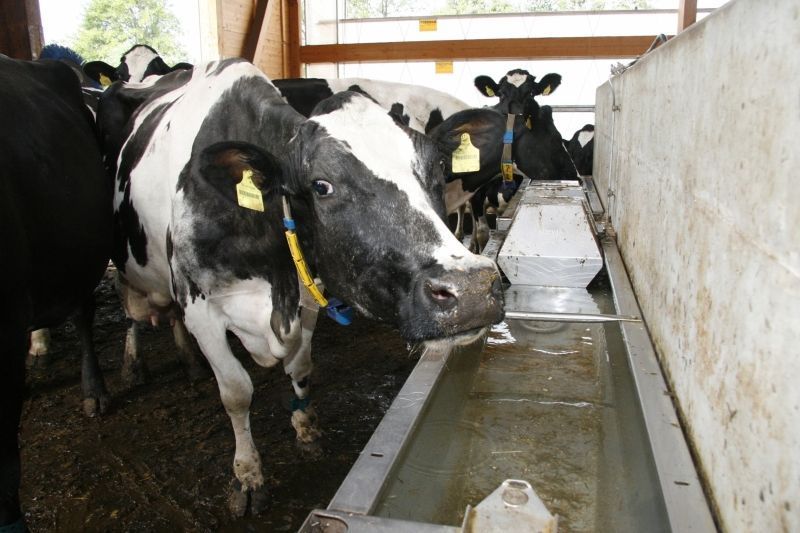 Bulk drinking troughs, model F