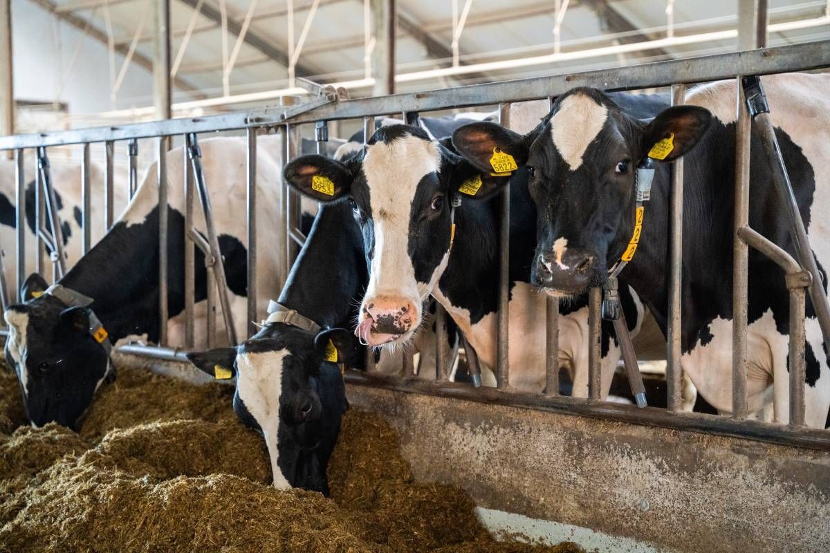 Baseline self-locking feed front