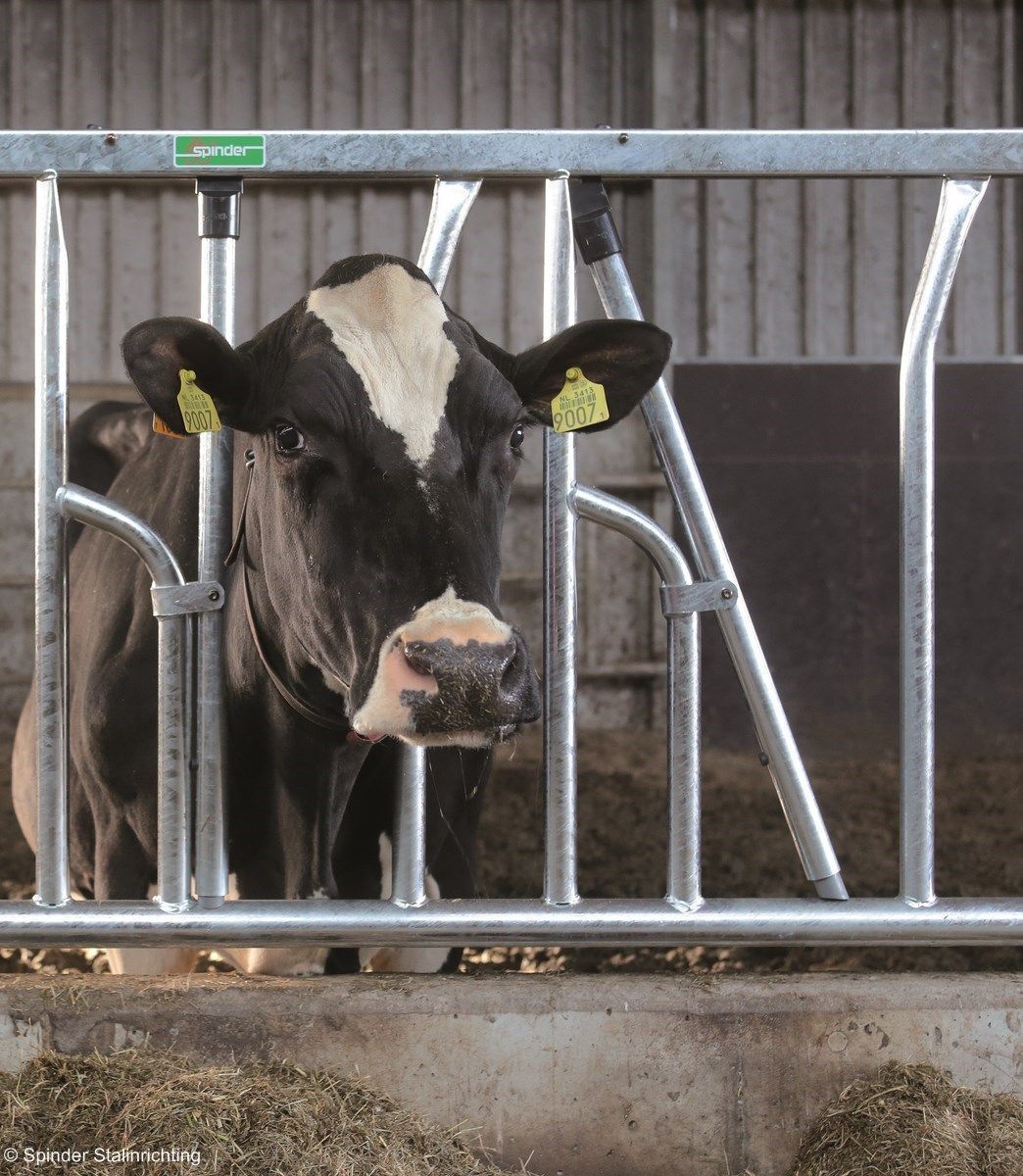 Limoline self-locking feed front